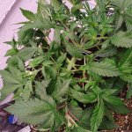 IMG_20200928_200648.jpg