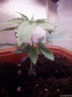 IMG_20200929_164810_777.jpg