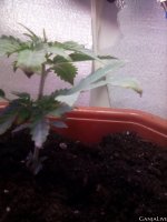 IMG_20200929_164820_219.jpg