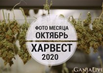 Фото месяца октябрь Харвест 2020.jpg