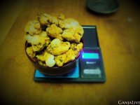 пси трюфеля .jpg