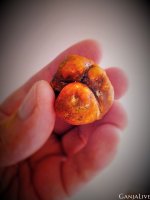 пситрюфеля 1 .jpg