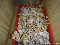 панелоус тропикалис.jpg