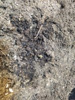 IMG_20201007_080009.jpg