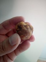 склероции пситрюфеля 1.jpg