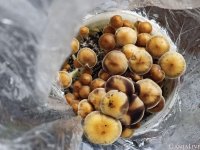 грибы в ведёрке.jpg