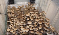 Panaeolus Cambodginiensis.jpg