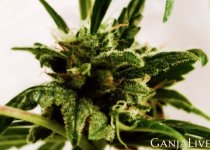 cannabis-1.jpg