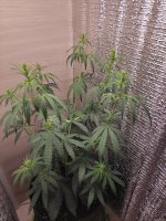 IMG_20201017_133328.jpg