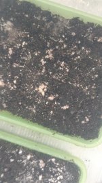 IMG_20201020_094921845.jpg