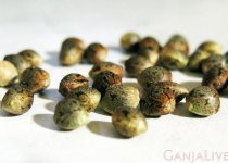 konoplya-seeds.jpg