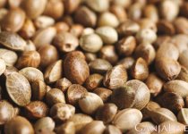 cannabis-seeds.jpg