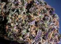 marihuana.jpg