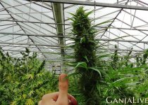 cannabis2.jpg cannabis2.jpg