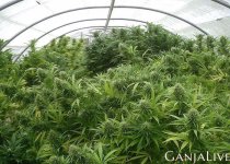 cannabis-4.jpg cannabis-4.jpg