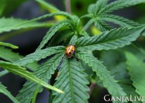 marijuana-1.jpg