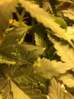 CC67A3DF-2A1C-439A-A9AD-4DF90643EF13.jpeg