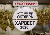 Харвест-2020.jpg