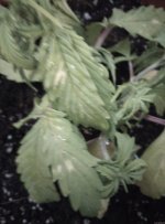 IMG_20201102_145519.jpg