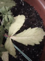 IMG_20201102_145509.jpg