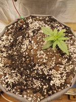 13 день полив 500мл.jpg