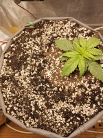 16 день полив 800мл.jpg