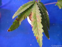 phosphorus-deficiency-1 (1).jpg