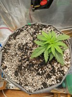 18 день полив 1литр.jpg