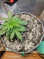 21 день полив удобр 1.2л.jpg