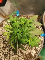 23 день. 1 стадия лст.jpg