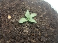 IMG_20201112_140357.jpg