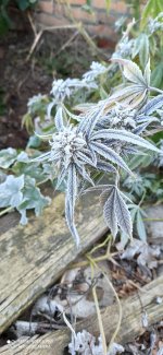 IMG_20201112_080947.jpg
