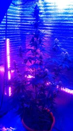 20201113_005245.jpg 20201113_005245.jpg