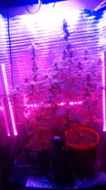 20201113_180640.jpg 20201113_180640.jpg