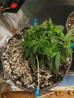 24 день полив 1.2 вода.jpg