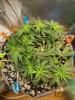 29 день полив 1.2л с удобры в пол дозы.jpg