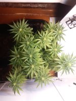 20201119_100045.jpg 20201119_100045.jpg