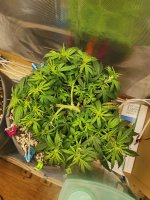 IMG_20201122_194839.jpg