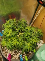IMG_20201122_200404.jpg