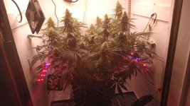 IMG_20201123_095314.jpg IMG_20201123_095314.jpg