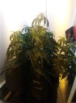 IMG_20201125_181127.jpg