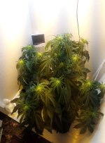 IMG_20201125_181053.jpg