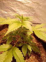 IMG_20201126_090646.jpg