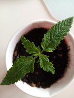 IMG_20201126_105510.jpg