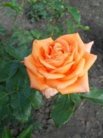DSCN1822.JPG