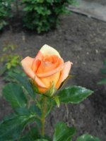 DSCN1823.JPG