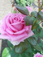 DSCN1824.JPG