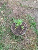 IMG_20130528_101933.jpg IMG_20130528_101933.jpg
