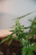 DSC_6567.JPG
