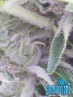 100_2226.JPG